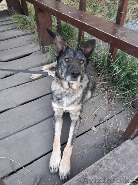 Вика в поиске дома  - Изображение #3, Объявление #1599483