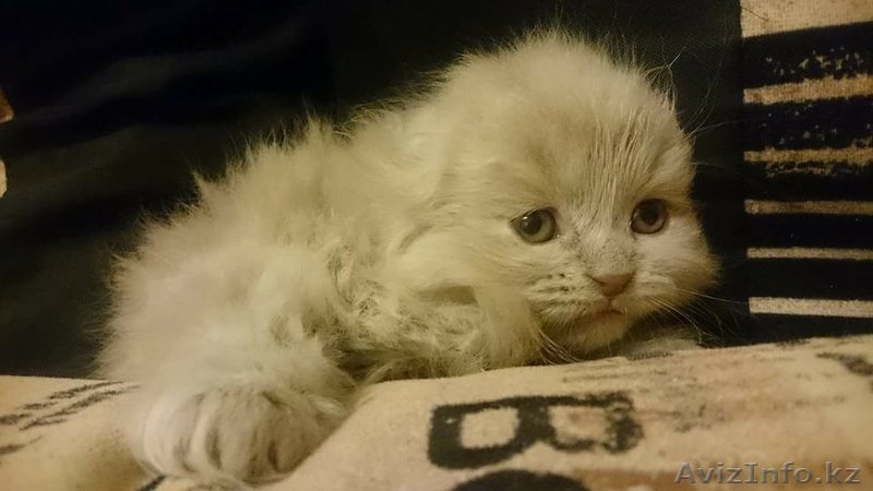 Продам котят породы Шотландская вислоухая - Изображение #3, Объявление #1603807