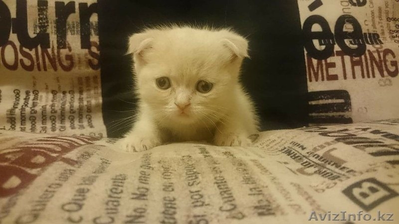 Продам котят породы Шотландская вислоухая - Изображение #4, Объявление #1603807