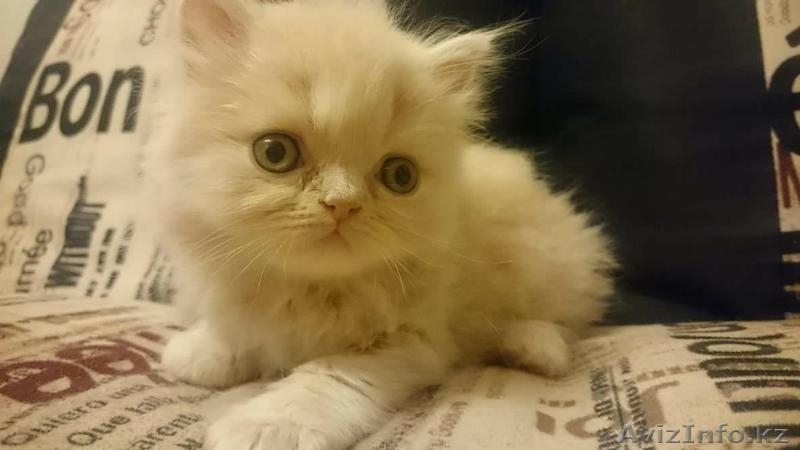 Продам котят породы Шотландская вислоухая - Изображение #5, Объявление #1603807