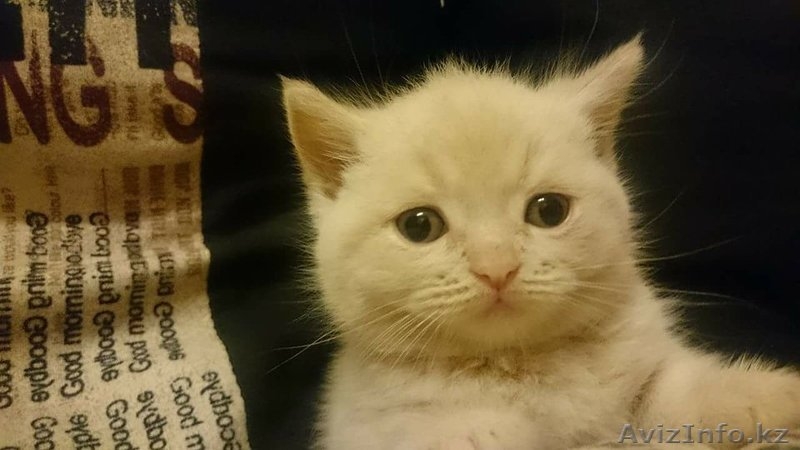 Продам котят породы Шотландская вислоухая - Изображение #6, Объявление #1603807