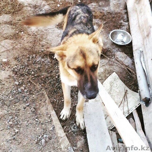 Ищем дом Найду.  - Изображение #3, Объявление #1600706