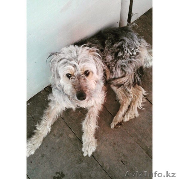  В поиске хозяев Кузя.  - Изображение #2, Объявление #1600705