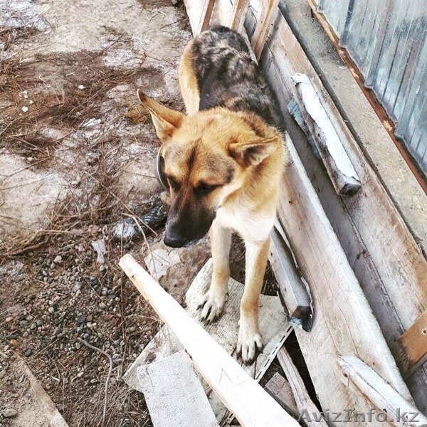 Ищем дом Найду.  - Изображение #4, Объявление #1600706