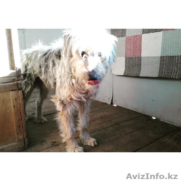  В поиске хозяев Кузя.  - Изображение #3, Объявление #1600705