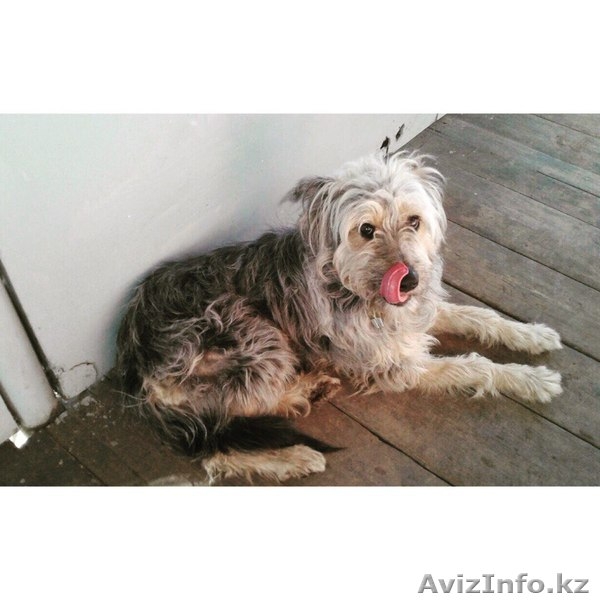  В поиске хозяев Кузя.  - Изображение #1, Объявление #1600705