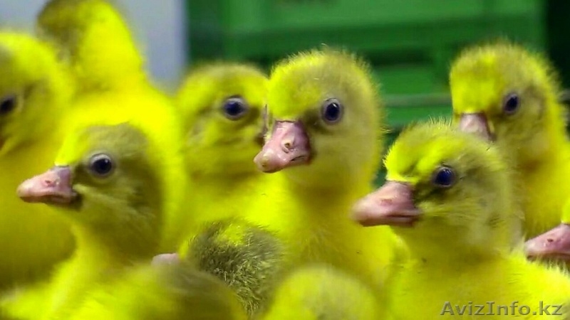 Суточные гусята и утята в Казахстане - Изображение #3, Объявление #1601469