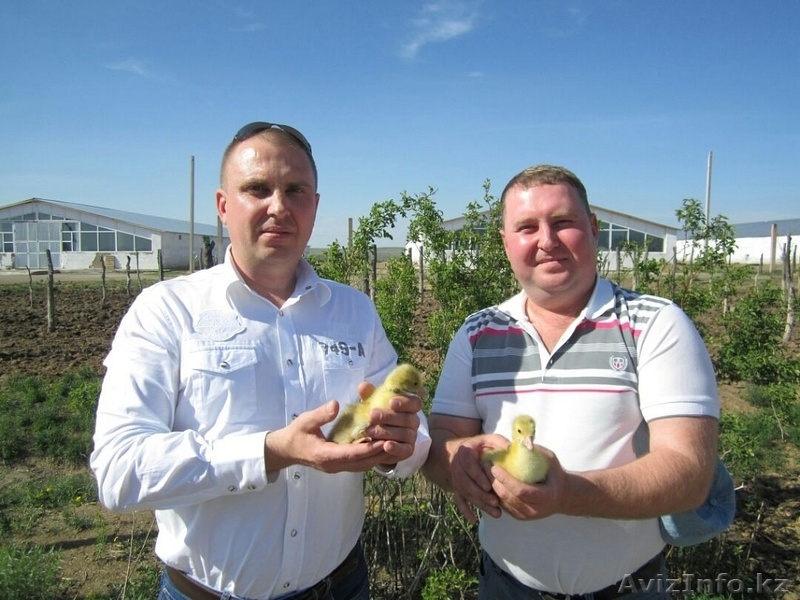 Суточные гусята и утята в Казахстане - Изображение #4, Объявление #1601469