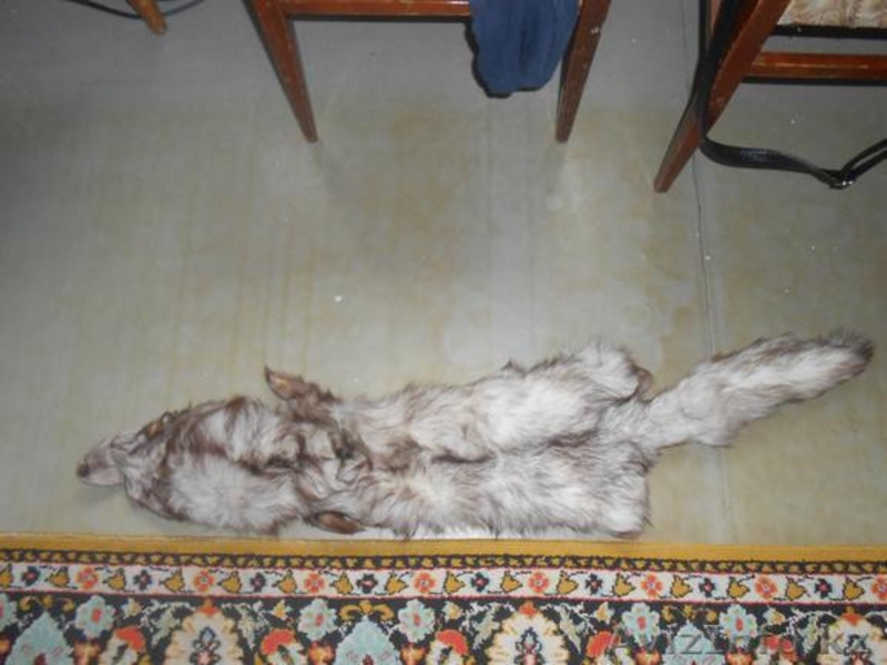 Продам шкуру писца - Изображение #2, Объявление #1605375