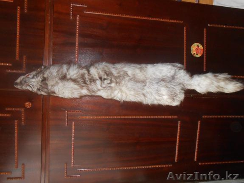 Продам шкуру писца - Изображение #1, Объявление #1605375