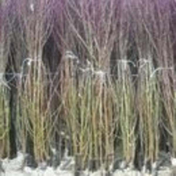 Саженцы плодовых деревьев Сербия - Изображение #4, Объявление #1608191