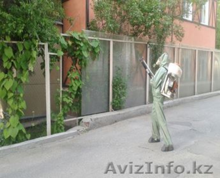 Дезинфекция, Дератизация и дезинсекция в Алматы - Изображение #4, Объявление #1605805