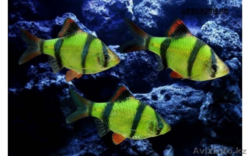 флуаресцентные светящиеся рыбки(каждая 10 бесплатно)  - Изображение #5, Объявление #1605321