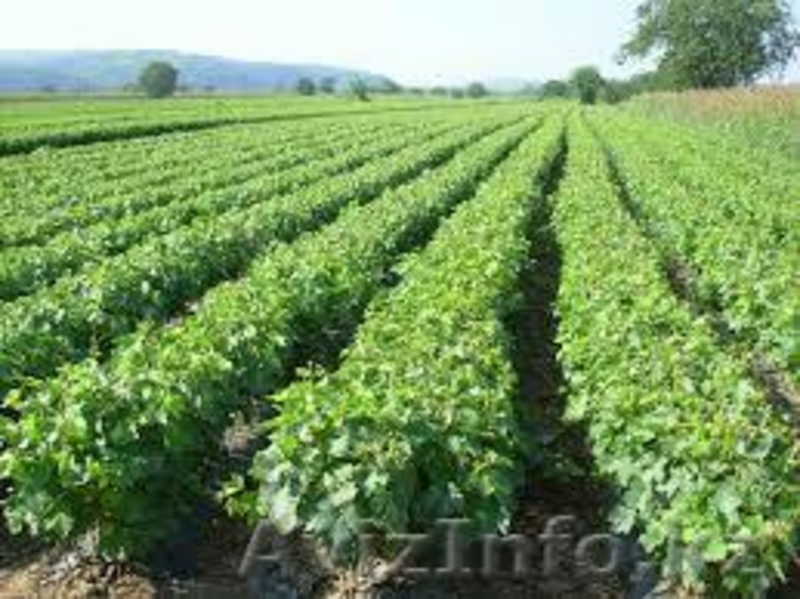 Саженцы плодовых деревьев Сербия - Изображение #3, Объявление #1608191