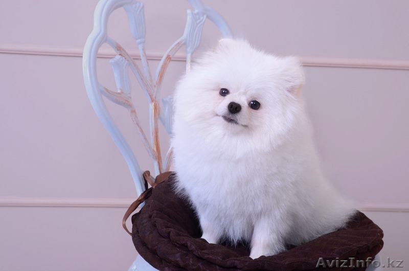 Белый Померанский Шпиц из Таиланда на вязку - Изображение #3, Объявление #1606260