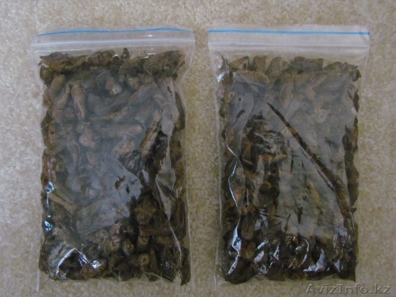 Азиатская сушеная медведка - Изображение #2, Объявление #1611981