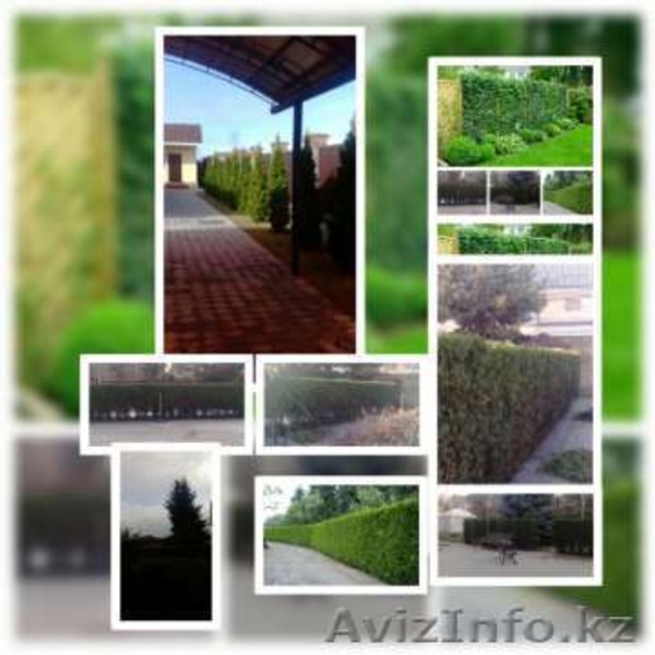 Стрижка кустов, формовочная стрижка. - Изображение #1, Объявление #1618234