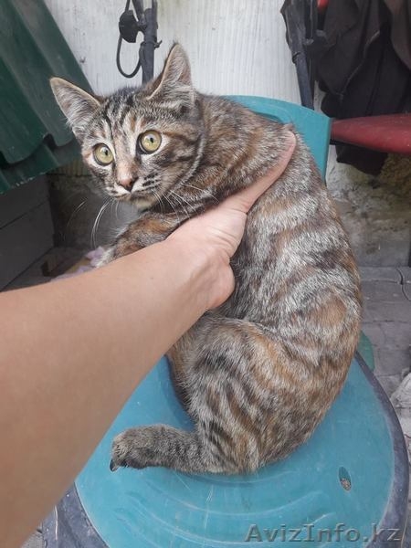 Котятки в добрые руки - Изображение #3, Объявление #1627341