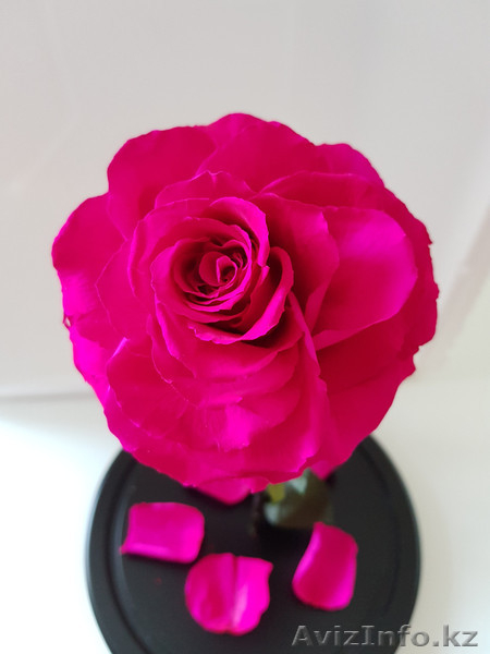 Вечная роза - Изображение #4, Объявление #1627249