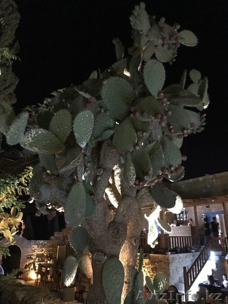  Жильё       на           Кипре - Изображение #5, Объявление #1627128