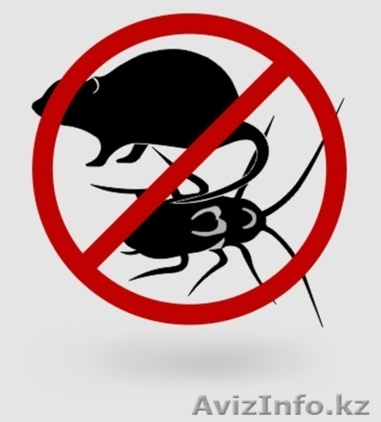 Уничтожение насекомых и грызунов,(клопы,тараканы,блохи,крысы и тд.) - Изображение #5, Объявление #1630794