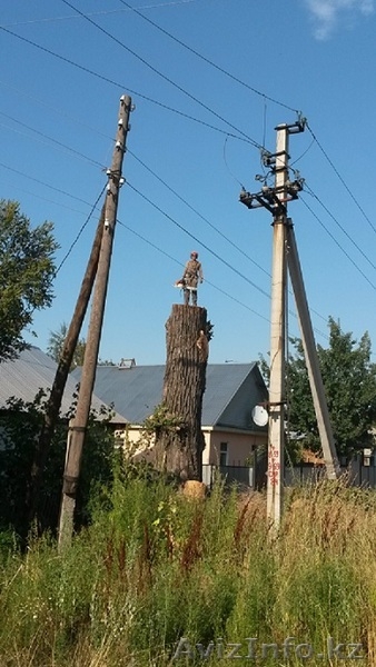 Спилим, обрежем деревья. Верхолаз (арборист) Евгений, спецтехника. - Изображение #1, Объявление #1337163