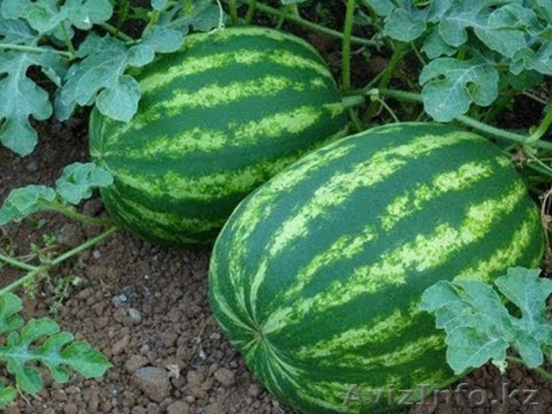 Семена овощных и бахчевых культур - Изображение #3, Объявление #1628851