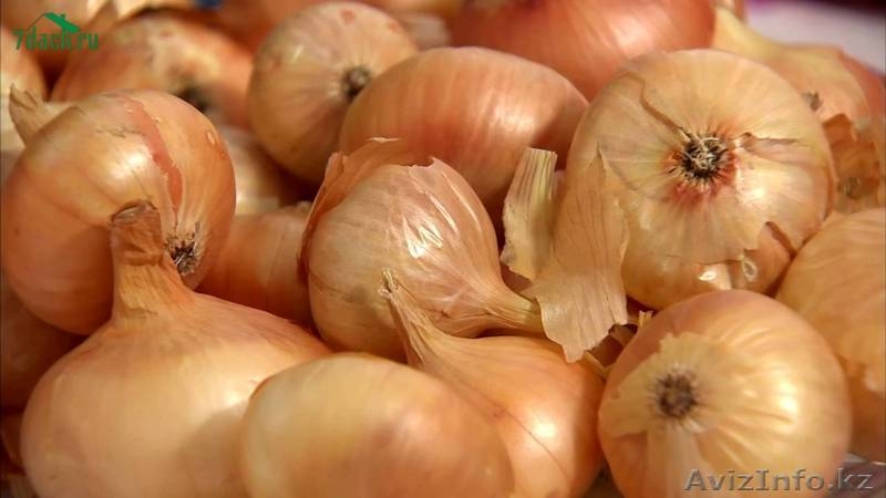 Семена овощных и бахчевых культур - Изображение #6, Объявление #1628851