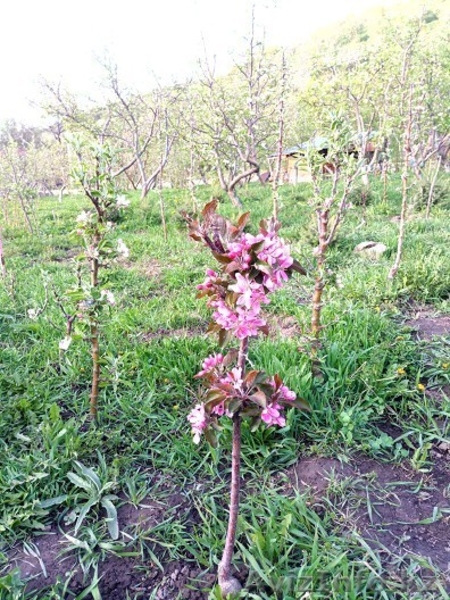 Колоновидные яблони Алматы, оптом 700, розница от 1000 тг. - Изображение #7, Объявление #1611675