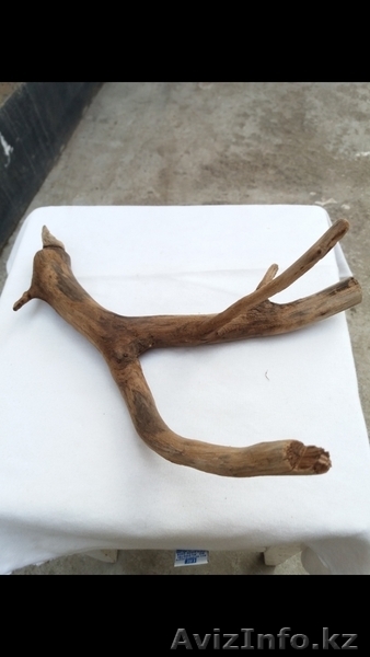 Аквариум - Изображение #3, Объявление #1633184