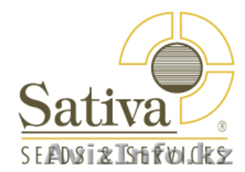 Семена репчатого лука Йеллоу Спаниш  - Изображение #1, Объявление #1634918