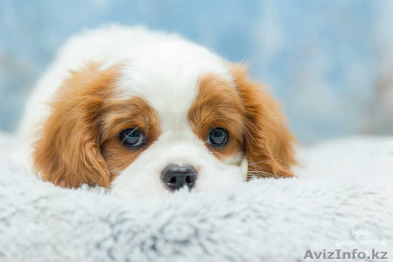 Питомник кавалер кинг чарльз спаниелей "АНГЕЛ МЕЧТЫ" - Изображение #3, Объявление #1640278