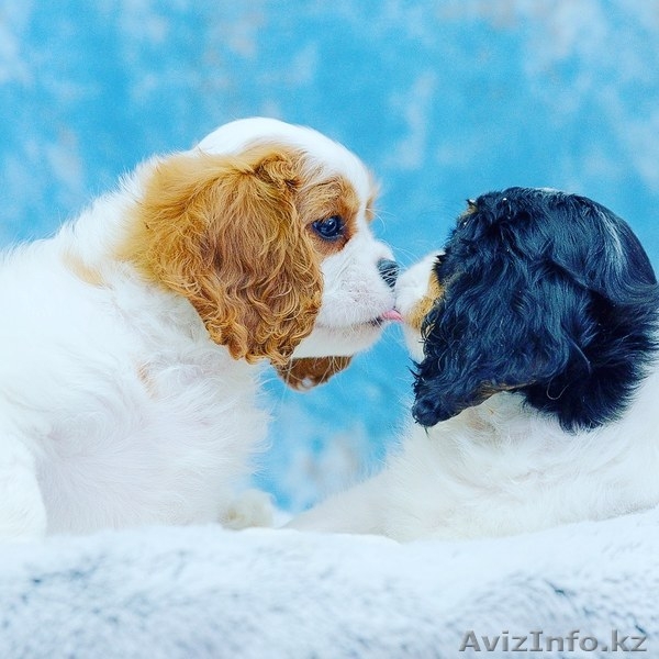 Питомник кавалер кинг чарльз спаниелей "АНГЕЛ МЕЧТЫ" - Изображение #4, Объявление #1640278