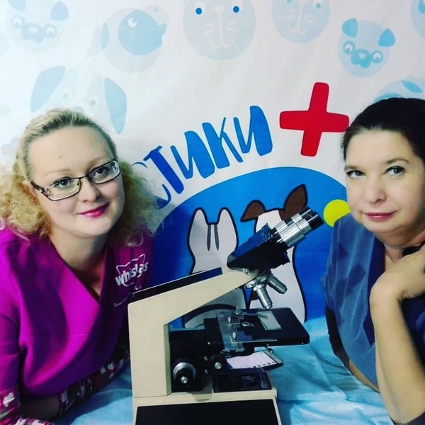 Ветеринарная клиника Хвостики (Стерилизация) - Изображение #5, Объявление #1646400