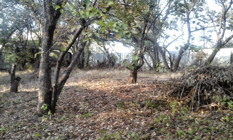 Продаю Дачу с большим участком - Изображение #2, Объявление #1645732