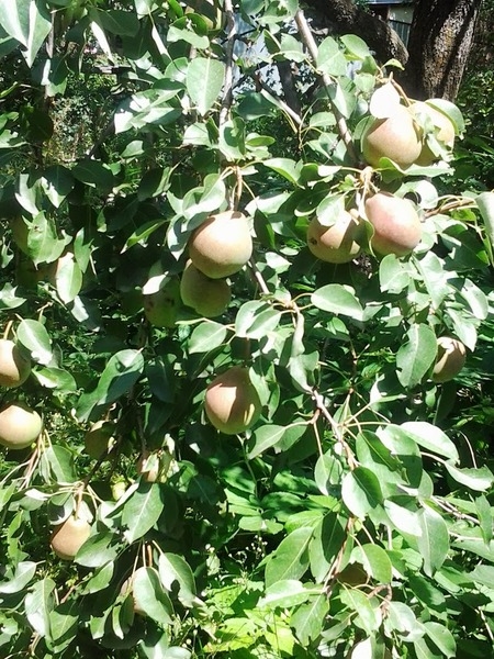 Продаю Дачу с большим участком - Изображение #3, Объявление #1645732