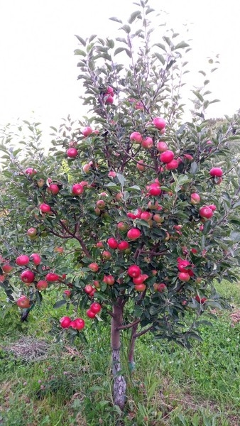 Яблони оптом от 600 тенге. Саженцы яблонь - Изображение #5, Объявление #882291