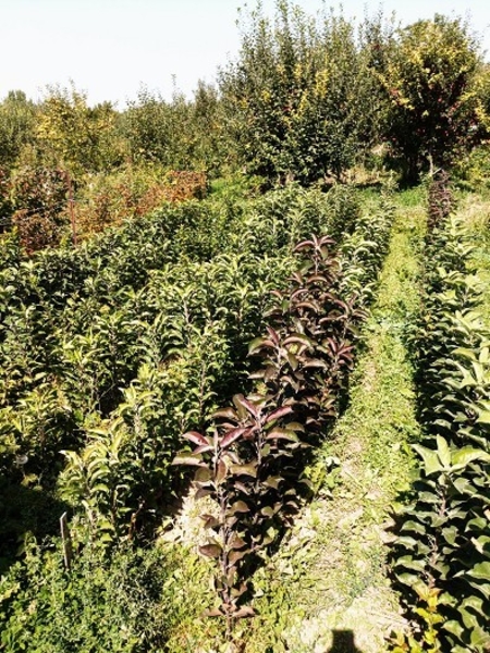 Колоновидные яблони Алматы, оптом 700, розница от 1000 тг. - Изображение #9, Объявление #1611675