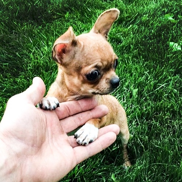 Питомник собак мелких пород - Изображение #3, Объявление #1653685