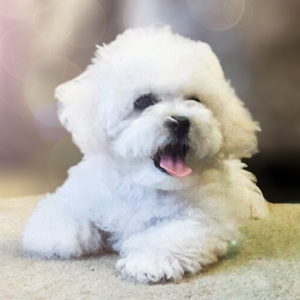 Питомник собак мелких пород - Изображение #4, Объявление #1653685