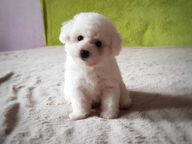 Питомник собак мелких пород - Изображение #5, Объявление #1653685