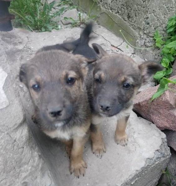 Отдам в хорошие руки щенят - Изображение #3, Объявление #1656356