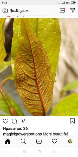 Лекарственный чай Кратом - Изображение #5, Объявление #1662787