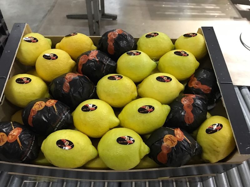 Фрукты и овощи из Испании. Прямые поставки - Изображение #1, Объявление #1666153