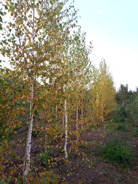 Саженцы Алматы 1500тг. Деревья-крупномеры плодовые и хвойные от 8000 - Изображение #3, Объявление #20890