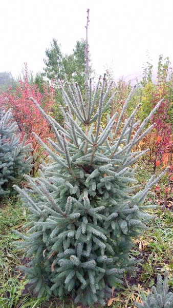 Саженцы Алматы 1500тг. Деревья-крупномеры плодовые и хвойные от 8000 - Изображение #6, Объявление #20890