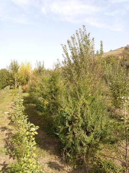 Саженцы Алматы 1500тг. Деревья-крупномеры плодовые и хвойные от 8000 - Изображение #4, Объявление #20890