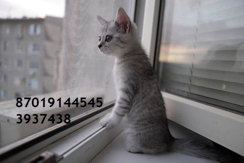 Рольставни, римские шторы, гаражные ворота, жалюзи - Изображение #6, Объявление #1640692