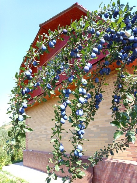 Саженцы Алматы 1500тг. Деревья-крупномеры плодовые и хвойные от 8000 - Изображение #8, Объявление #20890