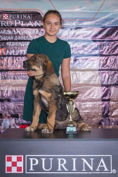 Испанский мастиф - Изображение #4, Объявление #1670601